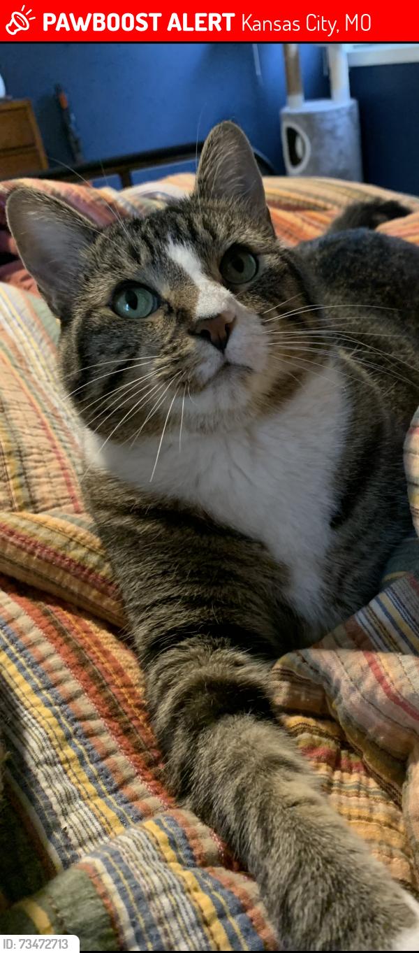 Lost Male Cat last seen Clayton Heights, 68th St & Holly, near QT @ Kindred hosp, Kansas City, MO 64118