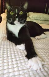 Lost Male Cat last seen Near Henderson Mill Road, Atlanta, GA 30341