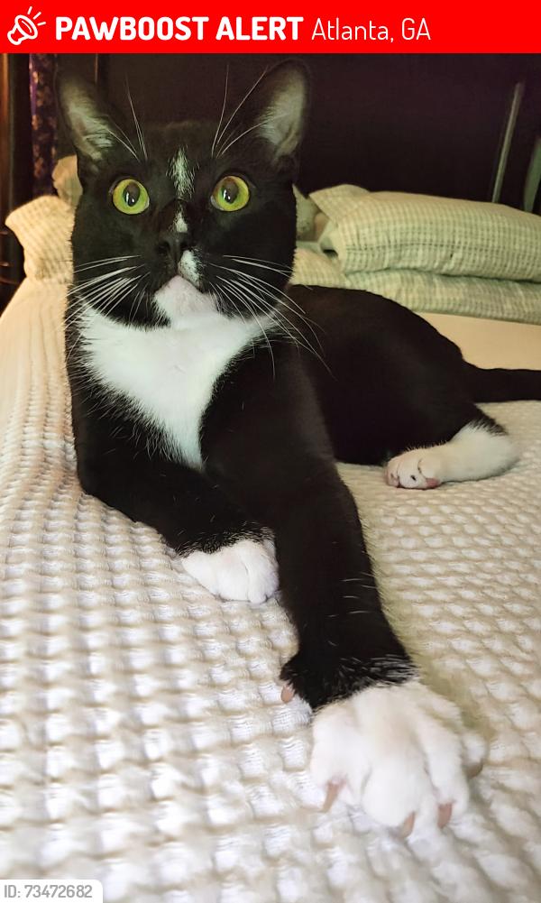 Lost Male Cat last seen Near Henderson Mill Road, Atlanta, GA 30341
