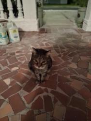 Found/Stray Unknown Cat last seen 140th Ave, Gulf Blvd., Madeira Beach, FL 33708
