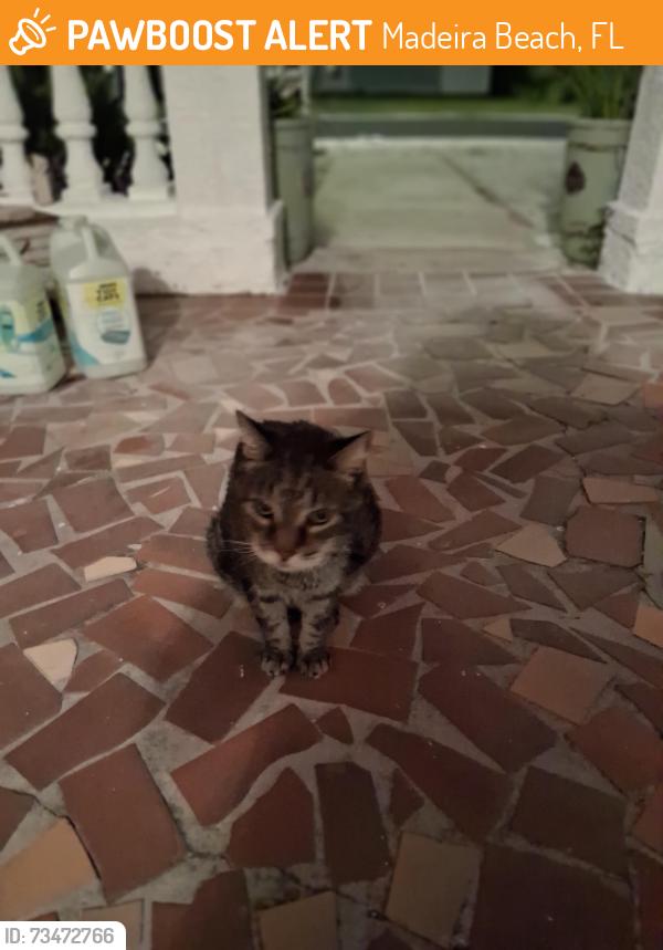 Found/Stray Unknown Cat last seen 140th Ave, Gulf Blvd., Madeira Beach, FL 33708