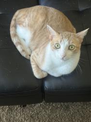 Lost Male Cat last seen Near Arana Dr., Martinez, CA 94553
