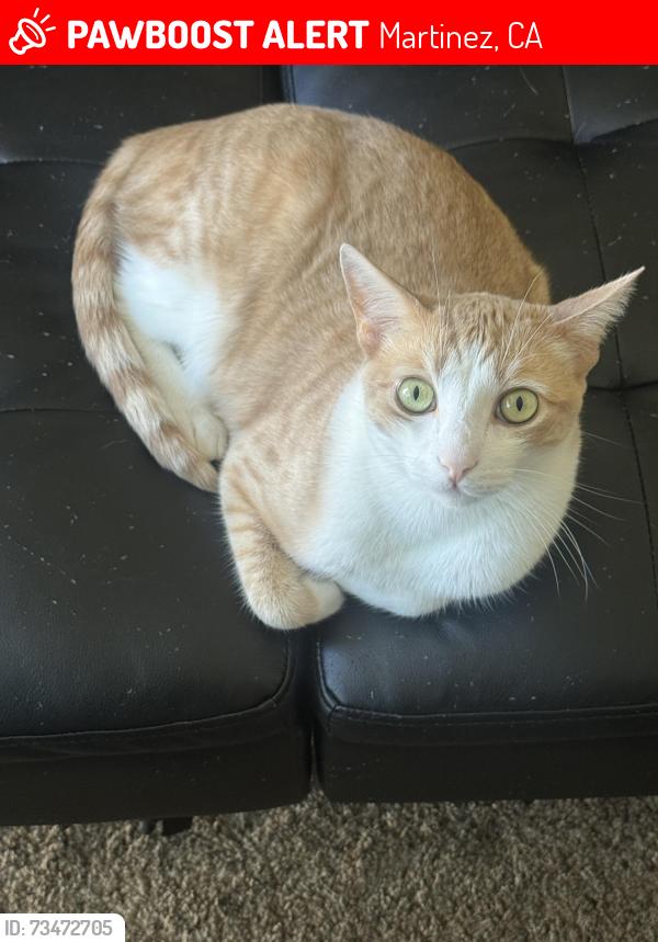 Lost Male Cat last seen Near Arana Dr., Martinez, CA 94553