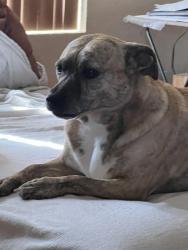 Reunited Female Dog last seen Near n toland ave West Covina 91790, West Covina, CA 91790