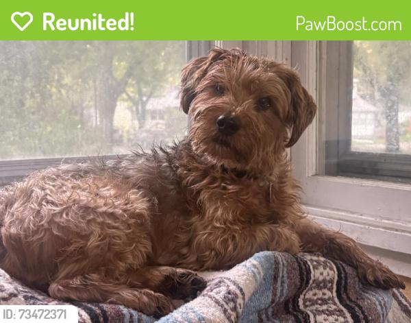 Reunited Male Dog last seen Bracket Park, Minneapolis, MN 55406