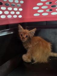 Shelter Stray Male Cat last seen USPS distribution center, Coppell, TX, 821 S Coppell Rd, Coppell, TX 75019, USA