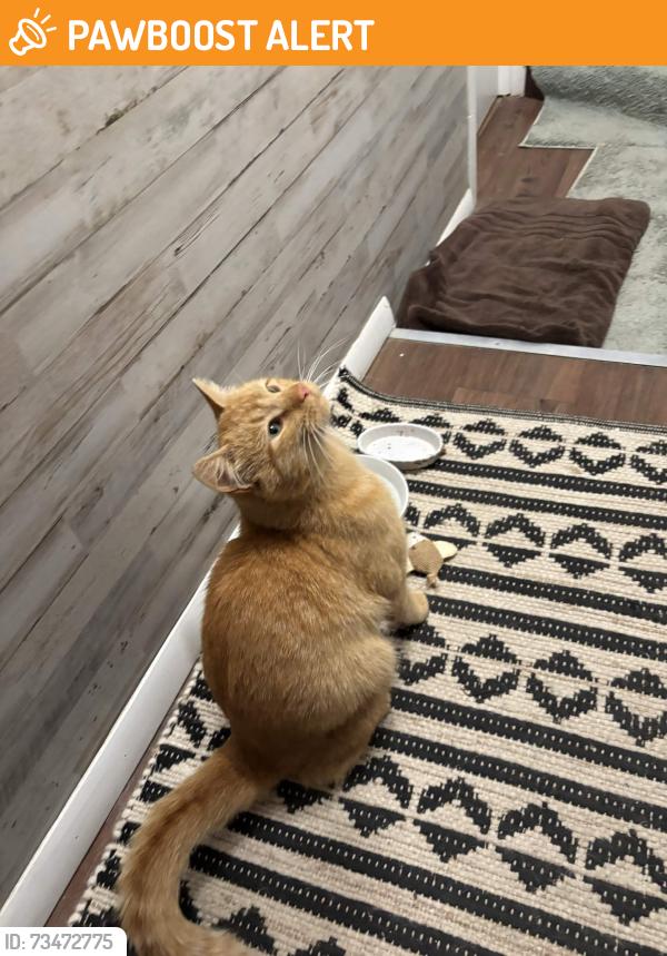 Found/Stray Male Cat last seen Elk Brook Ranch, Jefferson County, CO 80127