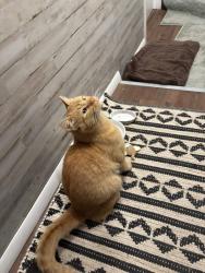 Found/Stray Male Cat last seen Elk Brook Ranch, Jefferson County, CO 80127