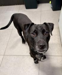 Shelter Stray Male Dog last seen Near Old Jonesboro Rd, Hapeville, GA, 1251 Fulton Industrial Blvd NW, Atlanta, GA 30336, USA