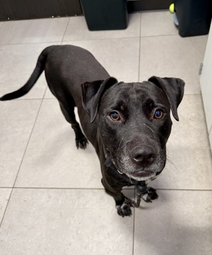 Shelter Stray Male Dog last seen Near Old Jonesboro Rd, Hapeville, GA, 1251 Fulton Industrial Blvd NW, Atlanta, GA 30336, USA