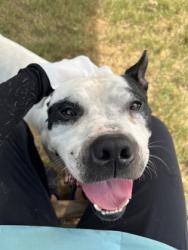 Shelter Stray Male Dog last seen Near BuckCreek Dr, South Fulton, GA, 1251 Fulton Industrial Blvd NW, Atlanta, GA 30336, USA