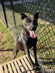 Shelter Stray Female Dog last seen Near West RD, South Fulton, GA, 1251 Fulton Industrial Blvd NW, Atlanta, GA 30336, USA