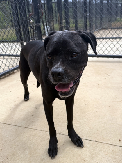 Shelter Stray Male Dog last seen Near Amsterdam Ave, Atlanta, GA, 1251 Fulton Industrial Blvd NW, Atlanta, GA 30336, USA