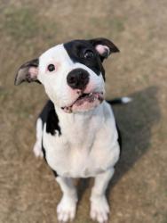 Shelter Stray Female Dog last seen Near Fairburn Rd Nw, Atlanta, GA, 1251 Fulton Industrial Blvd NW, Atlanta, GA 30336, USA