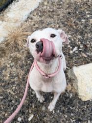 Shelter Stray Female Dog last seen Near Hartford Ave Sw, Atlanta, GA, 1251 Fulton Industrial Blvd NW, Atlanta, GA 30336, USA