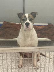 Shelter Stray Male Dog last seen Near Westminster Dr., Atlanta, GA, 1251 Fulton Industrial Blvd NW, Atlanta, GA 30336, USA