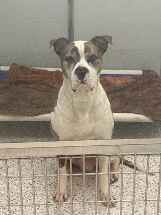 Shelter Stray Male Dog last seen Near Westminster Dr., Atlanta, GA, 1251 Fulton Industrial Blvd NW, Atlanta, GA 30336, USA