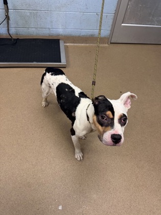 Shelter Stray Male Dog last seen near 1015 Allgood rd 30083, 30083, GA, 3280 Chamblee Dunwoody Rd, Chamblee, GA 30341, USA