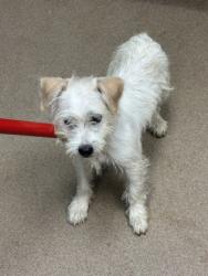 Shelter Stray Male Dog last seen , , GA, 3280 Chamblee Dunwoody Rd, Chamblee, GA 30341, USA