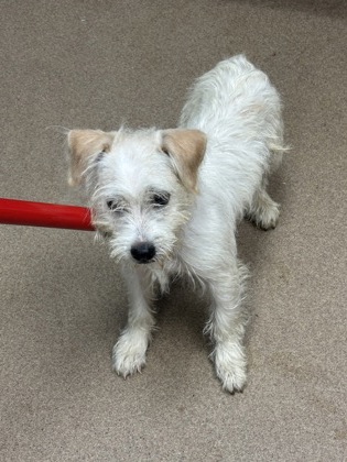 Shelter Stray Male Dog last seen , , GA, 3280 Chamblee Dunwoody Rd, Chamblee, GA 30341, USA