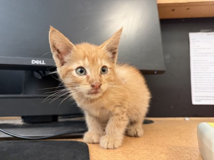 Shelter Stray Female Cat last seen Mesquite PD - 777 N Galloway, 75149, TX, 1650 Gross Rd, Mesquite, TX 75149, USA