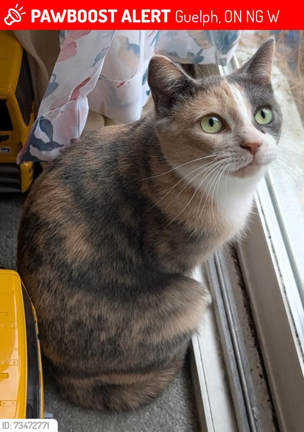 Lost Female Cat last seen Scottsdale dr townhouses behind H&M, Guelph, ON N1G 2W6