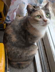 Lost Female Cat last seen Scottsdale dr townhouses behind H&M, Guelph, ON N1G 2W6