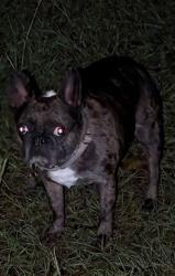 Lost Female Dog last seen Cow pasture on Hartley Quarter Rd, Pelion, SC 29123