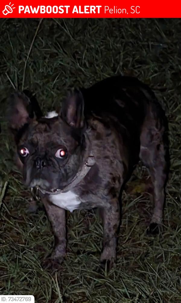Lost Female Dog last seen Cow pasture on Hartley Quarter Rd, Pelion, SC 29123