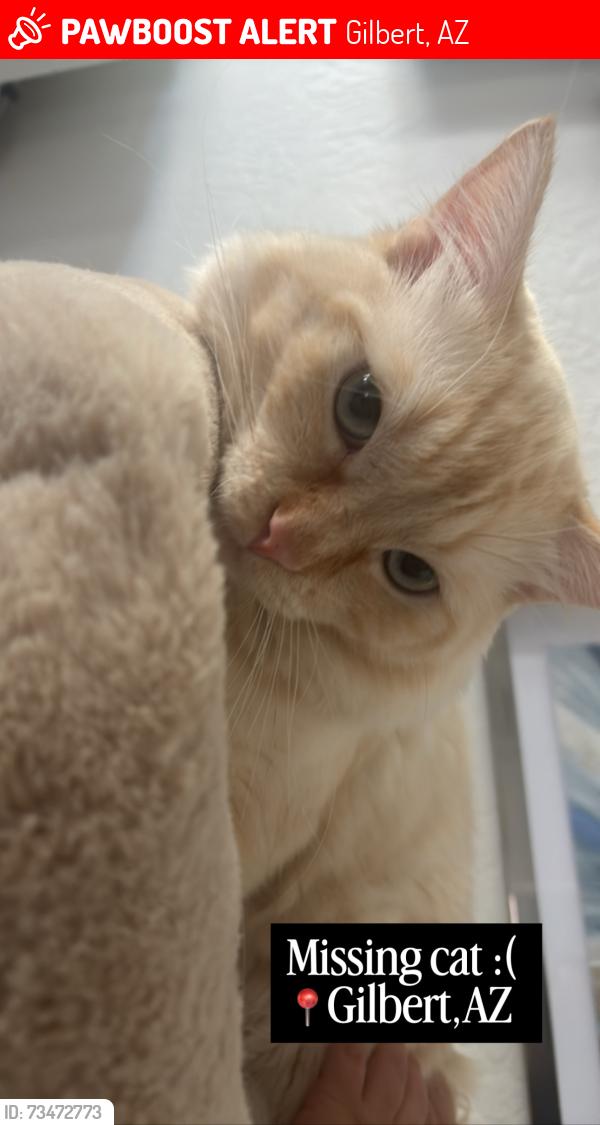 Lost Male Cat last seen Marbella vineyards, Gilbert, AZ 85298