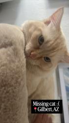 Lost Male Cat last seen Marbella vineyards, Gilbert, AZ 85298