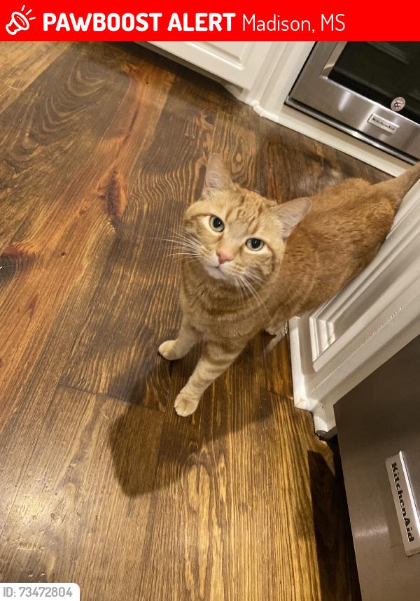 Lost Male Cat last seen Hartford Neighborhood, Madison, MS 39110