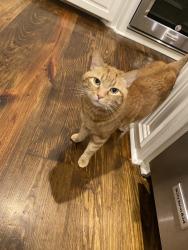 Lost Male Cat last seen Hartford Neighborhood, Madison, MS 39110