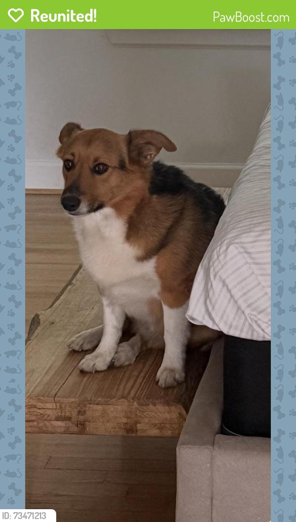 Reunited Male Dog last seen Long point and witte road, Houston, TX 77080