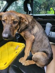 Found/Stray Female Dog last seen Michigan Avenue, Mobile, AL 36605