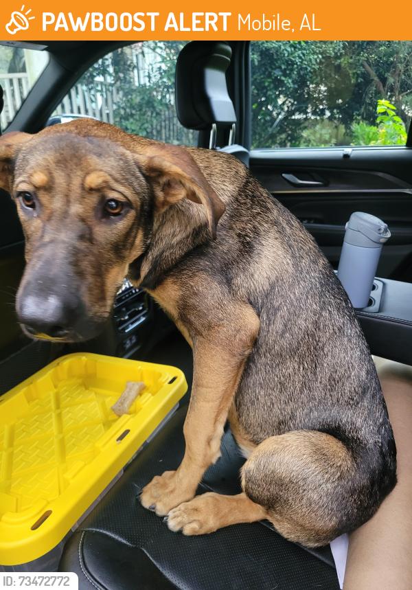 Found/Stray Female Dog last seen Michigan Avenue, Mobile, AL 36605