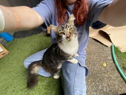 Found/Stray Male Cat last seen Kent-Kangley road and 132nd St, Kent, WA 98042