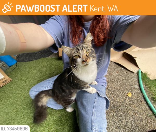 Found/Stray Male Cat last seen Kent-Kangley road and 132nd St, Kent, WA 98042