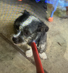 Found/Stray Female Dog last seen Spring Valley Parkway & Meandering Way, Dallas, TX 75212