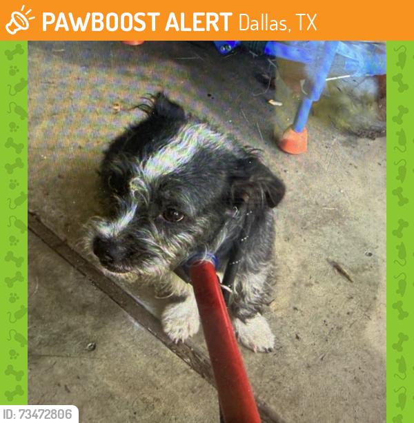 Found/Stray Female Dog last seen Spring Valley Parkway & Meandering Way, Dallas, TX 75212