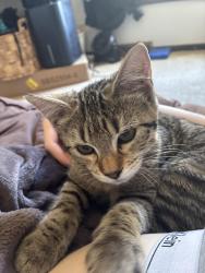 Found/Stray Female Cat last seen 114th and fort in my backyard, Omaha, NE 68164