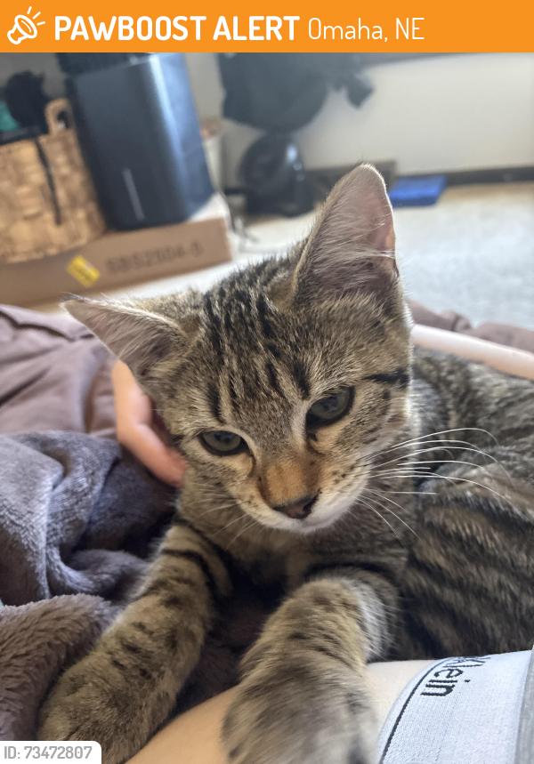 Found/Stray Female Cat last seen 114th and fort in my backyard, Omaha, NE 68164