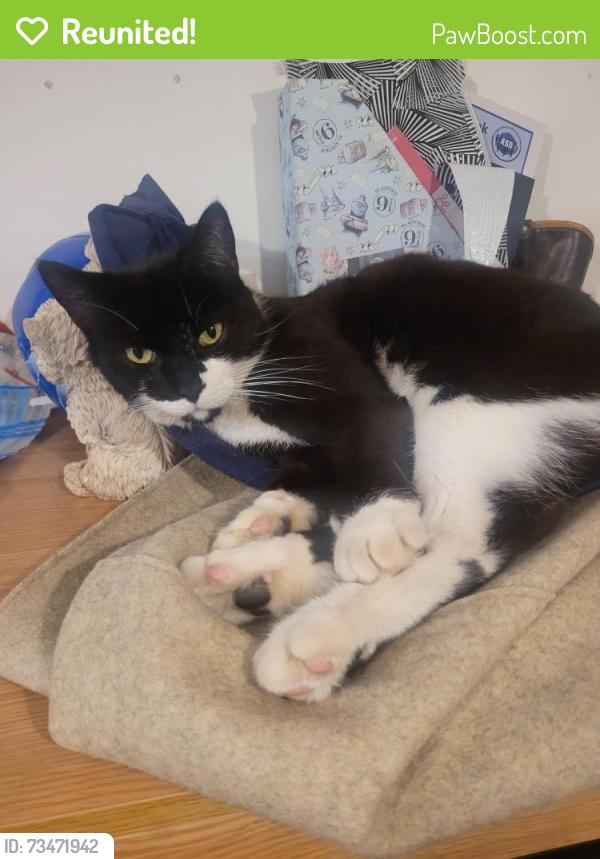 Reunited Male Cat last seen Ashburnham Road and princes Street, Southend-on-Sea, England 