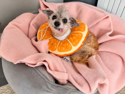Shelter Stray Female Dog last seen seminary, OAKLAND, CA, 94605, 8323 Baldwin St, Oakland, CA 94621, USA