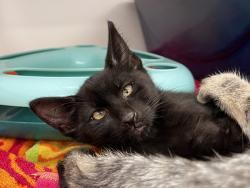 Shelter Stray Female Cat last seen Near Taos Street, San Diego, CA, 92117, 5500 Gaines St, San Diego, CA 92110, USA