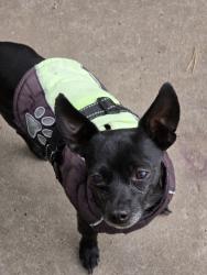 Lost Male Dog last seen UNM Duck Pond Area Nob Hill, Albuquerque, NM 87106