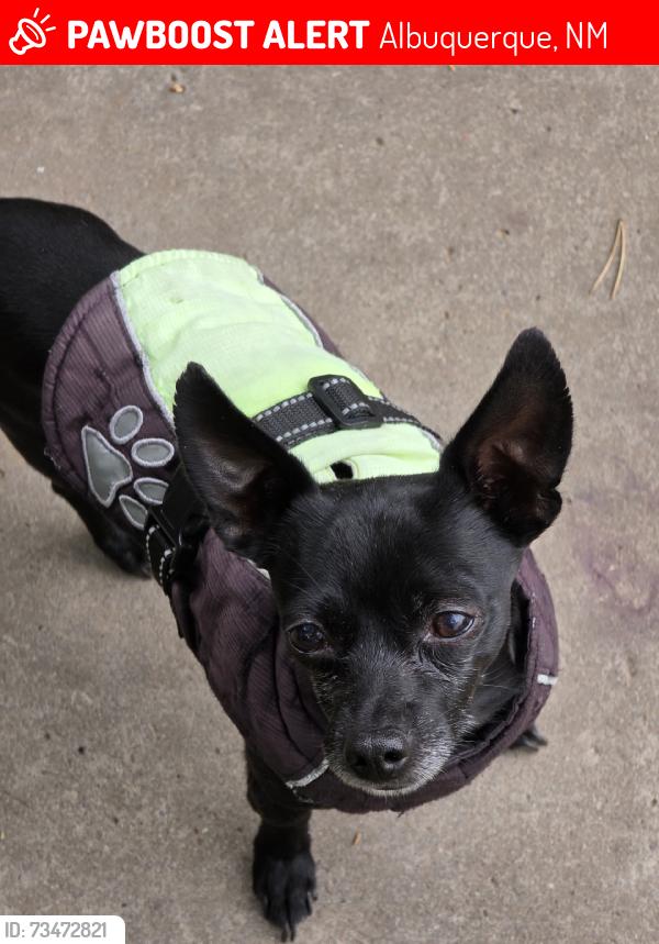 Lost Male Dog last seen UNM Duck Pond Area Nob Hill, Albuquerque, NM 87106