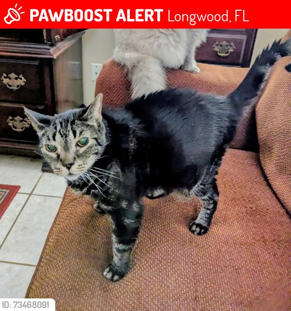 Lost Male Cat last seen State Road 17-92 and Raven Avenue, Longwood, FL 32750