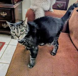Lost Male Cat last seen State Road 17-92 and Raven Avenue, Longwood, FL 32750