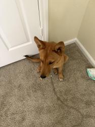 Reunited Female Dog last seen N Shirley and N bates checked the area but she has left, Alvin, TX 77511